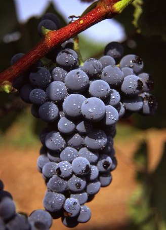 garnacha%20tintorera